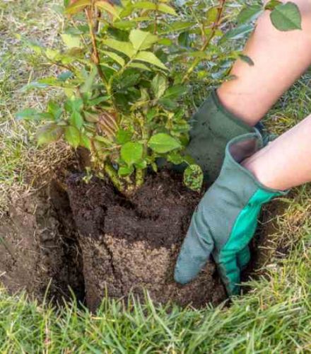Planting and Establishing Shrubs and Trees
